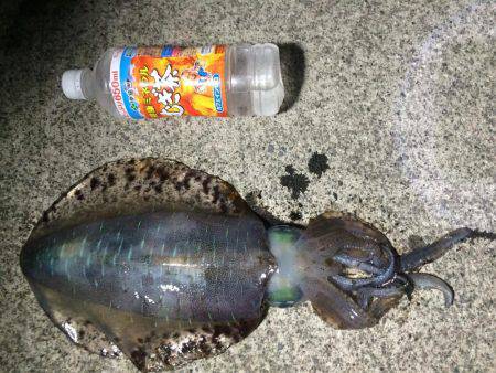 連日アオリ釣果　